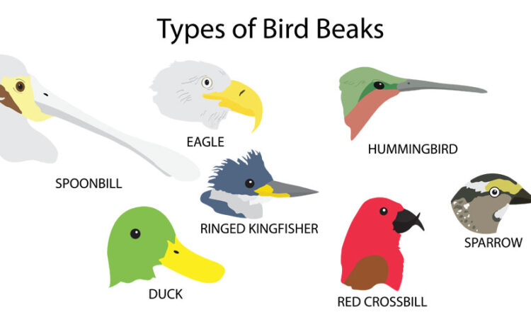  Bird Beaks Science